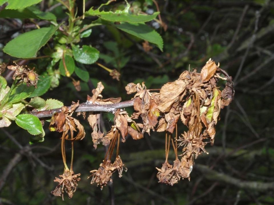 ��������: ������ ����������� � ����������� ������ �����