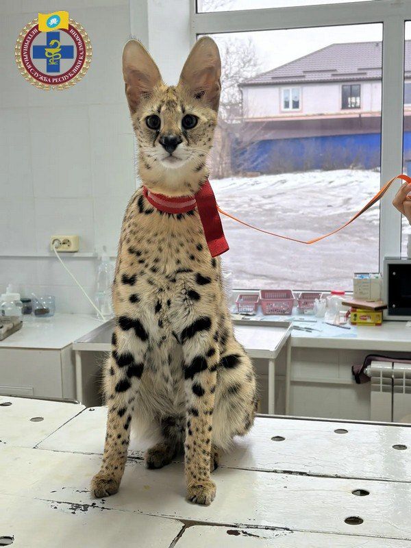 Редкого питомца — сервала по имени Яша — приняли на осмотр ветеринары Элисты