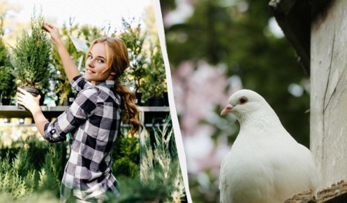 ��� �������� ���� ��� �� �������: ��� ��������, ������� �������