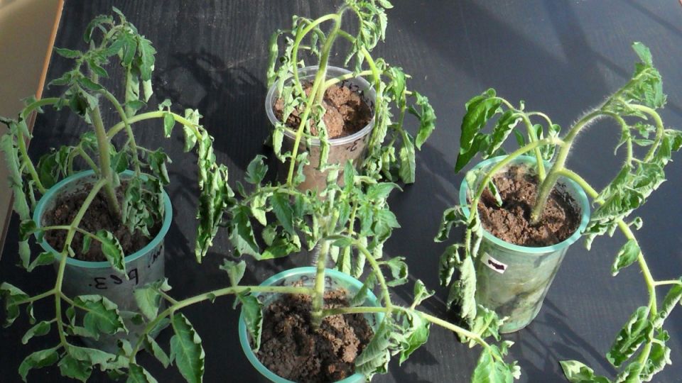 ��� ��������� �������: ����������� ������ �� ������� �����������