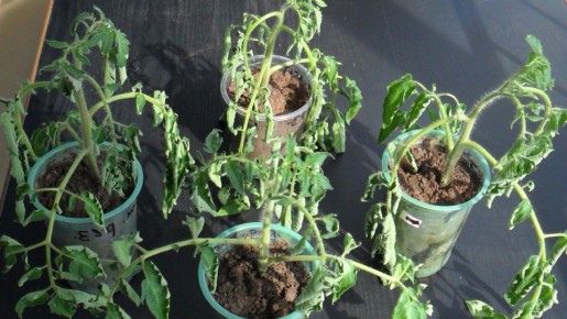 ��� ��������� �������: ����������� ������ �� ������� �����������