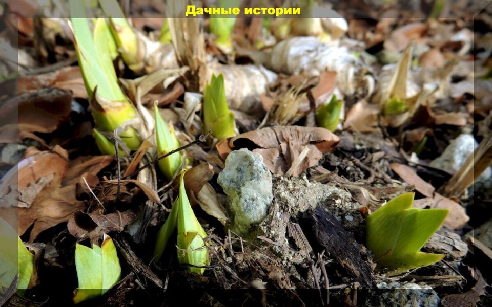 ��� ��������� ��������� �� ������� ������: ������ �� ��������� � ������������