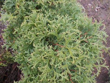 ���: ������� �������� ������� ��� ���������� ���������