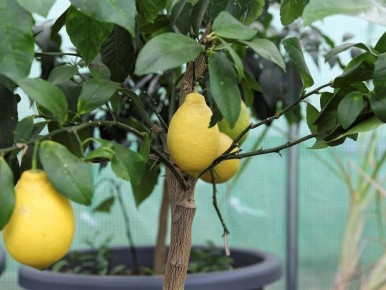 ��� ��������� ����� �� �������: ������ �� ������� ����������