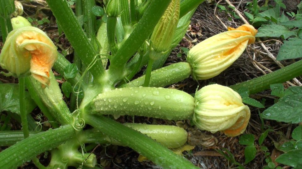 ��� ��������� �������: ������� ������� ������