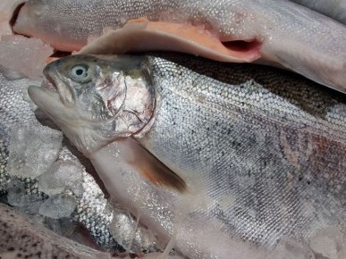 ������ �� 5000 ������ vs ������: ��� ����������� ����� ������ ������