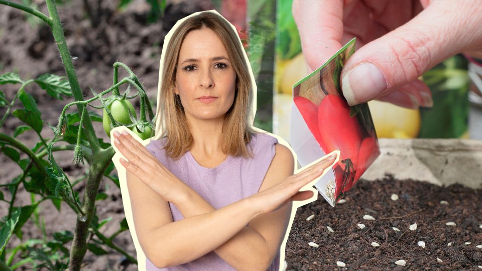 Эти сорта томатов вас разочаруют: даже не тратьте деньги на семена