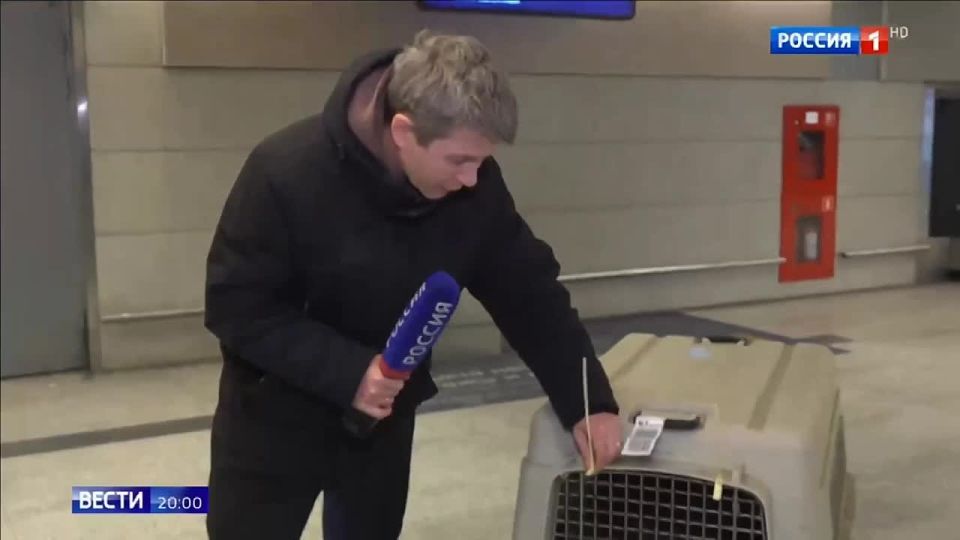 Улётная безопасность: как теперь перевозят питомцев из Москвы