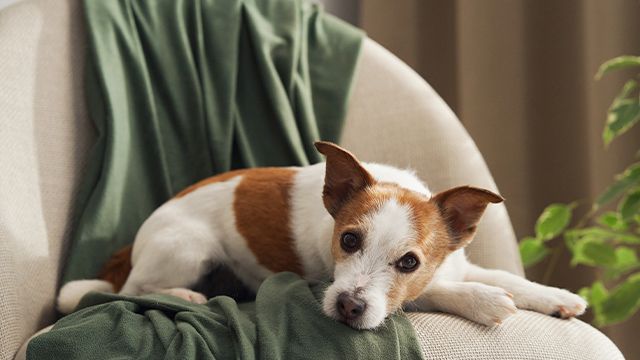 ��� �������� ������� ������� �� ���� ������: �������� ������� ��� ����������