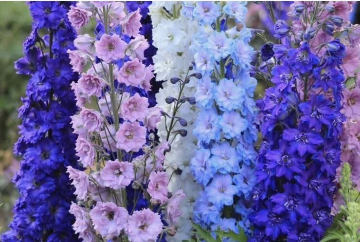 ��� ��������� �������� ����������� ��� ���������� ��������