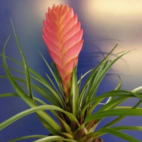 ������� ����� ��������� �������� ��� ������ ����