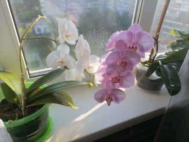 ��������� ������� � �������: ��� ������� �������� ��� ������ �����������