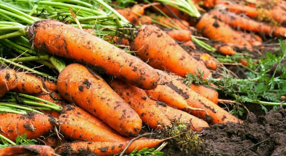 ������� ��������� �������: ������ ��������, ������� ����� �����