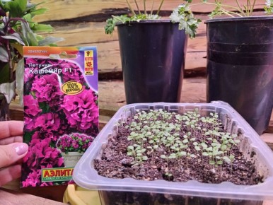 ������� ��������� ������ �������