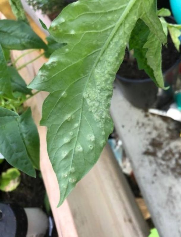 ������ �������: ���� � ����������