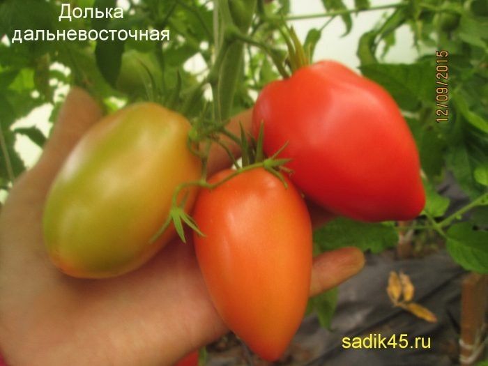 ����� ������ ���������������: ���������� ���� ��� ������ �������