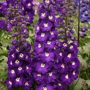 Три секрета успешного выращивания дельфиниума в саду