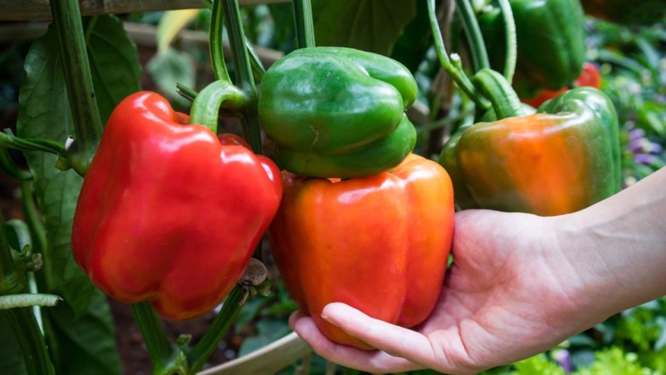 ������� ���������������� ����������� �����: �����, �� ��������� ������� �����