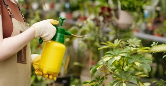 Как дрожжи могут преобразить ваш сад: секреты успешного удобрения