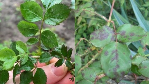 Как сохранить розы зимой: 3 простых метода защиты от выпревания