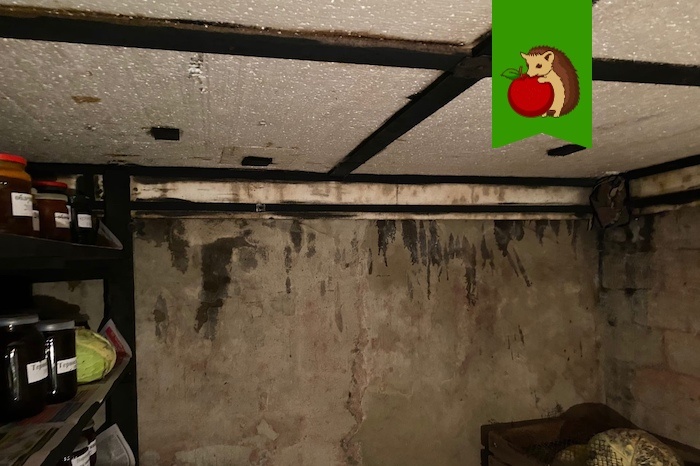 Эффективные решения для борьбы с влажностью в погребе