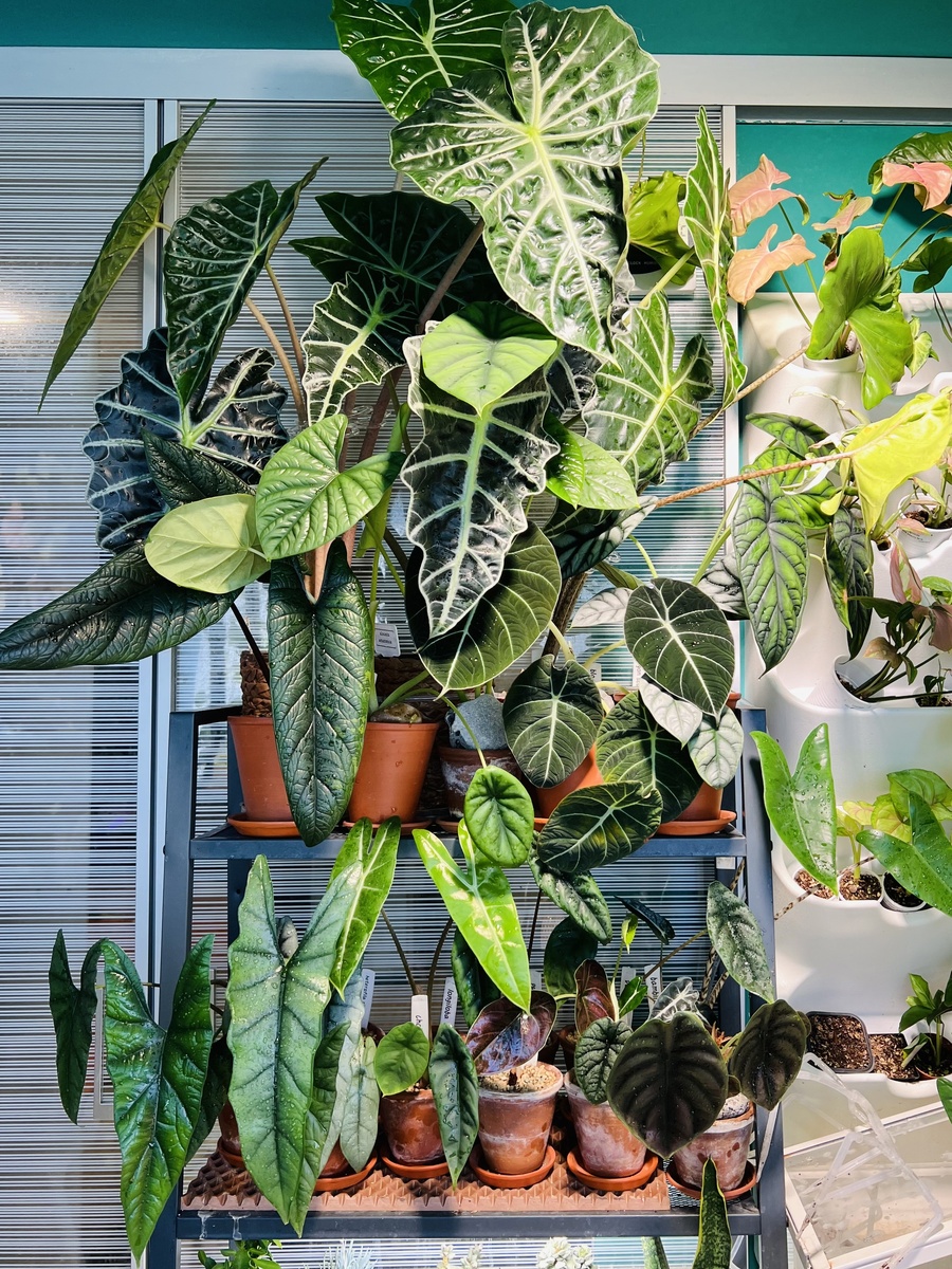 Алоказия: как завоевать сердце капризного экзота?