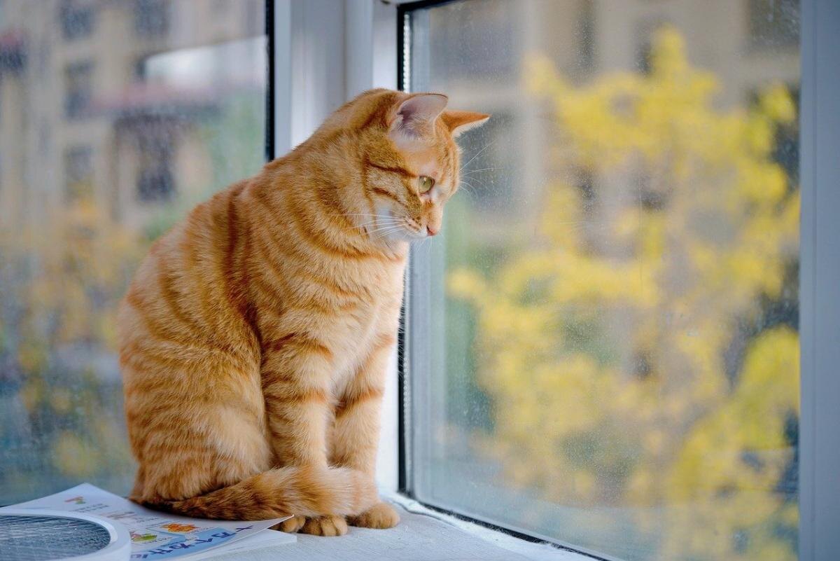 Что на самом деле скрывают коты: взгляды ученых на их мысли