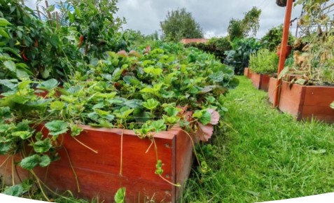 Сентябрьский уход за клубникой: секреты шикарного урожая