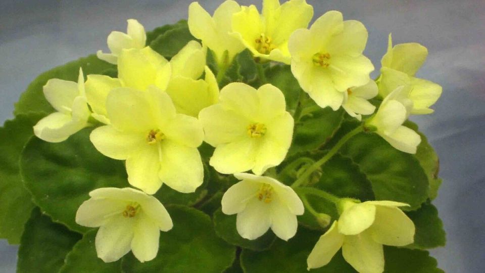 ������: ������� ��������� �����������