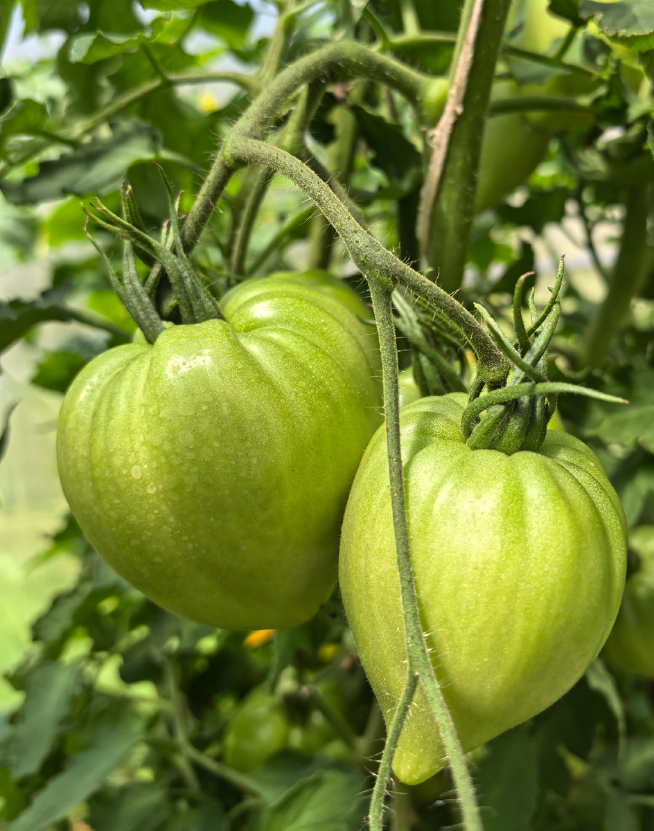 Секреты успешного ухода за томатами в июле