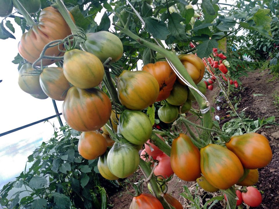 ������������ ����� ���������, ��������� ������� ���� ����� ���������� �����������