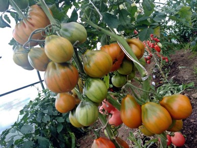 Сенсационные сорта помидоров, способные удивить даже самых искушенных огородников