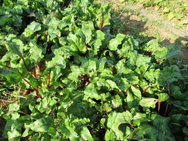 Как вырастить идеальную свеклу: советы для щедрого урожая