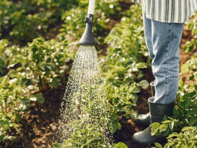 Полив для вашего сада: как мульча и капельное орошение создадут идеальные условия для роста