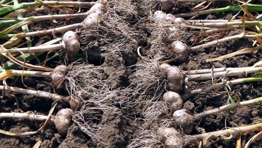 ��� ��������� ������ ������: ������, ������� ������� �������� ���������������� ������