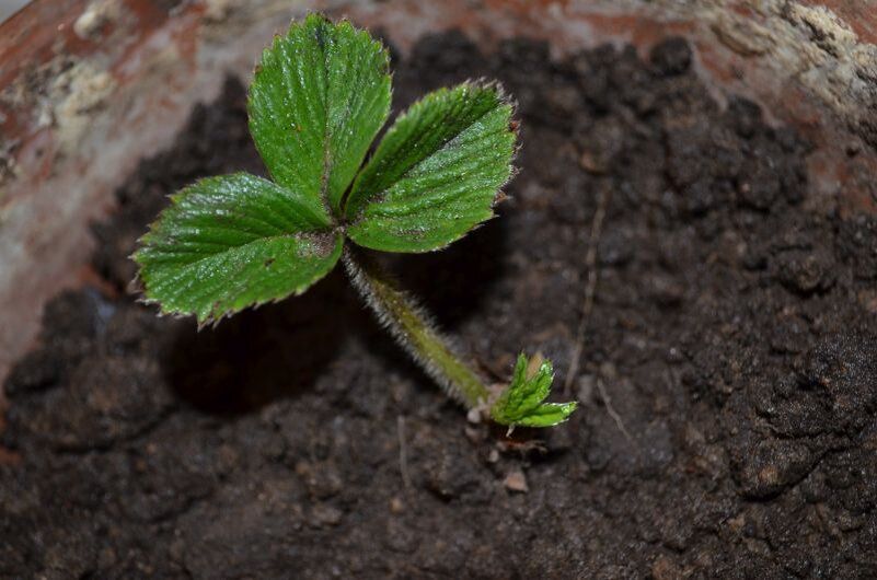 ����������� �������� �����: �������� �� ���?