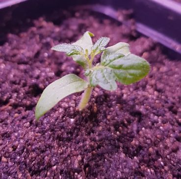 ����������� ������ ��������������� ������ ��� ������� � �������������