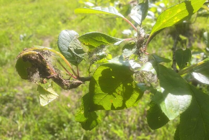 Как защитить сливу от тли: полезные советы и средства