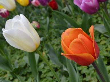 ������� �����: ����� � ��� ��������� �������� �������� ���������