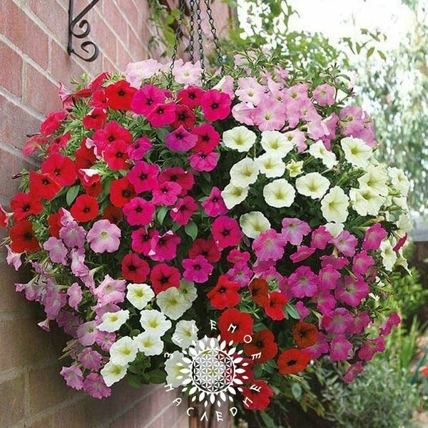 ��� ������� ���� �� Green Legacy ����������� ������ � �������� �����