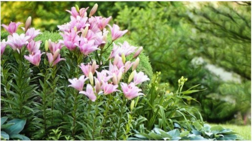 Как позаботиться о лилейниках осенью: секреты успешного цветоводства