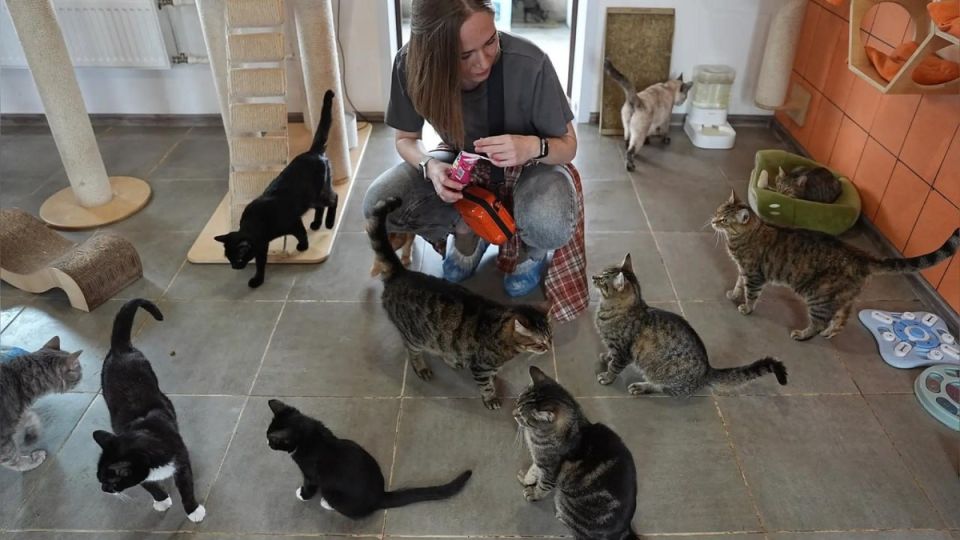 ����� ������������: ��������� �� ������� � ���������� �������� ��������?