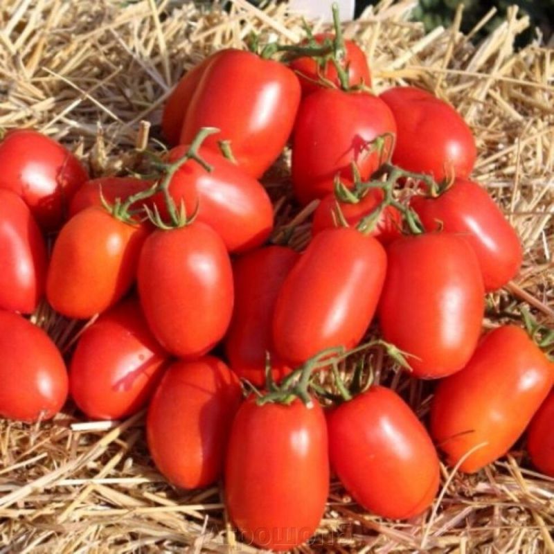 ��� ��������� ��������� ������ ����: ������� � ������