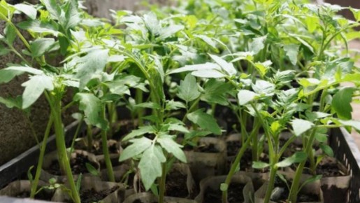 ������� ������� ���������: ������� ������ ��� ���������