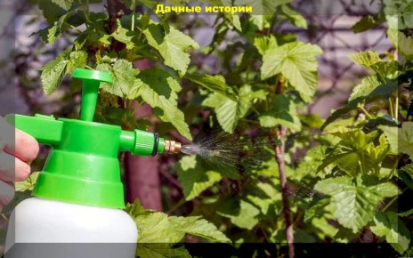 ��� ��������� �������� �����: �������, ������� ������� ��� ������ ������