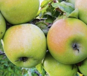 ������ �� ������ �����? 5 ������, ������� ����� ������� �� �����