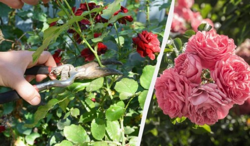 ��� ��������� �������� ��� �� �����: 4 ������� ������