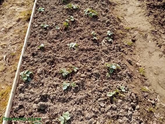 ��� ��������� ��������� �� ���������� ������: ������� ��� �������� ������