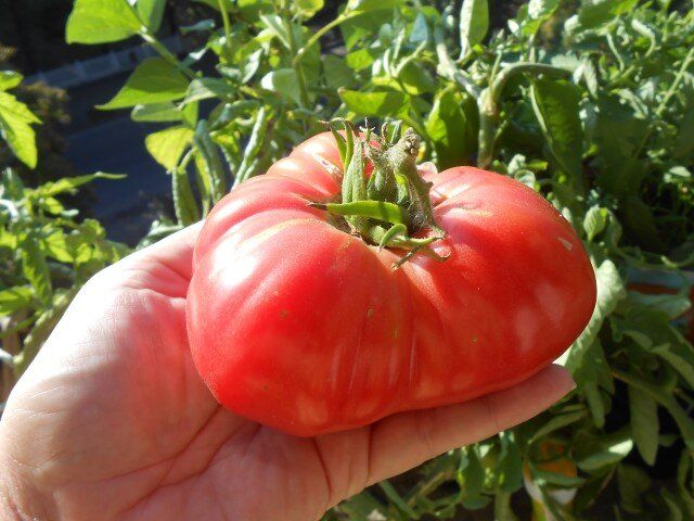 ��� ������ ��� �������: ��� ���������, ������� ����� ��������