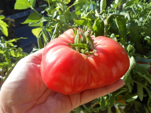 Что опасно для томатов: три удобрения, которых стоит избегать